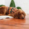 GF Pet Heritage Sweater - Hazel - XL