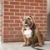 GF PET Reflective Collar - Black - S