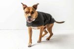 GF Pet Blanket Jacket - Black - M