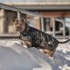 GF Pet Blanket Jacket - Camo - S