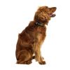 GF PET Printed Collar - Comic Book - L WIDE