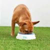 GF Pet Ice Bowl