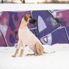 GF Pet Gondola Base Layer - Pink - M