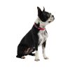 GF PET Reflective Collar - Red - M