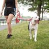 GF PET Reflective Collar - Red - M